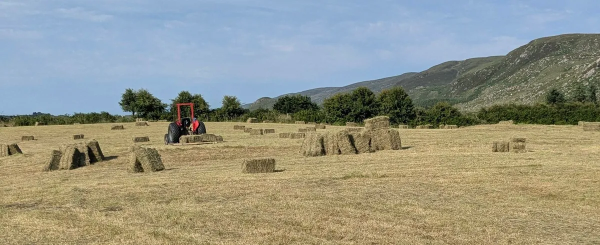 Organic Square Bales - Image 2