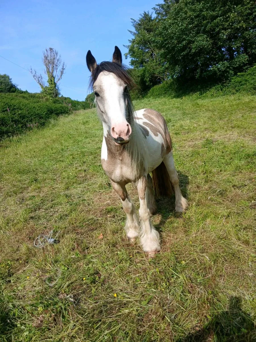 Pony - Image 2