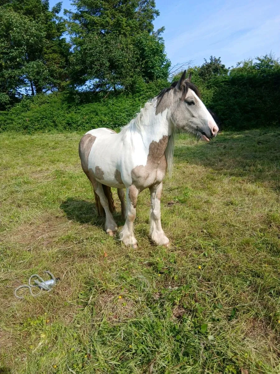 Pony - Image 3