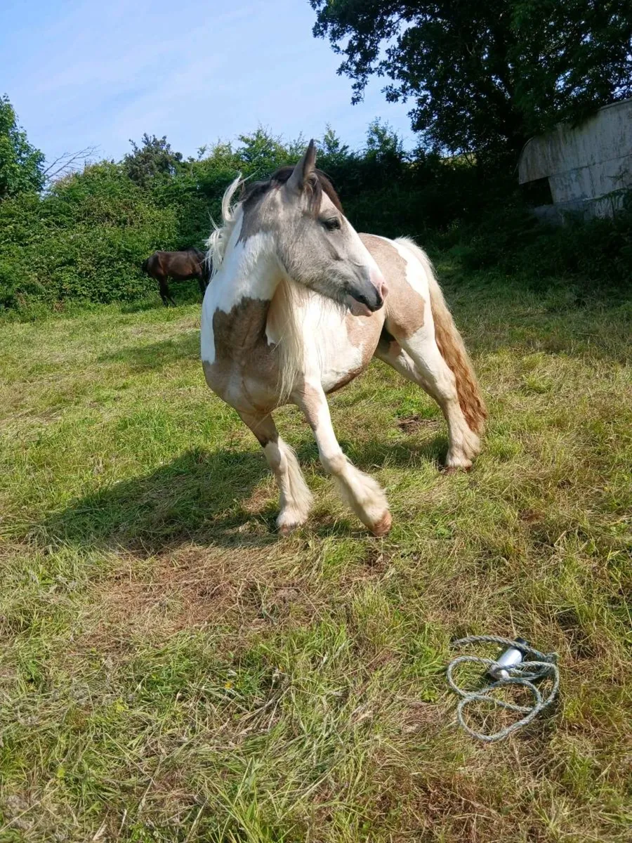 Pony - Image 4