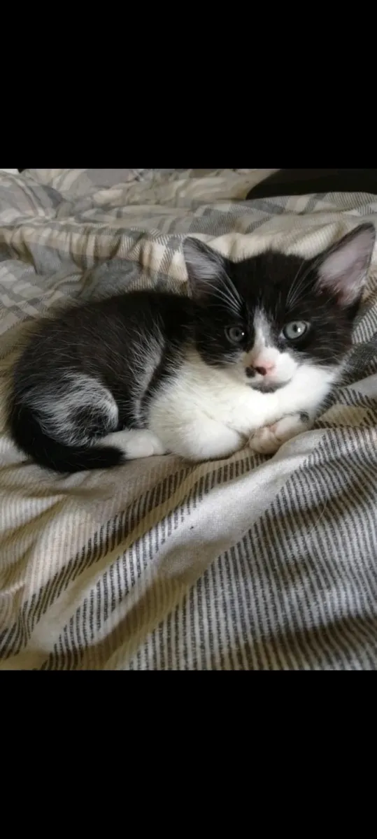 Cats - Image 1