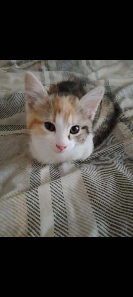 Cats - Image 2