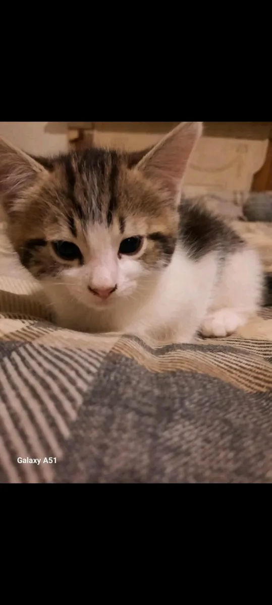 Cats - Image 3