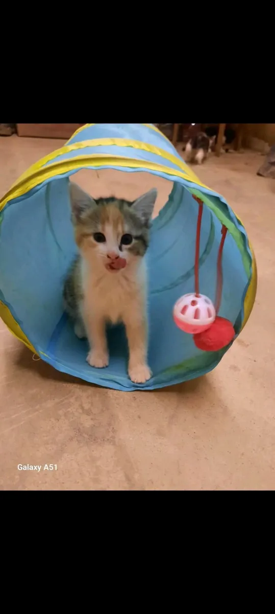 Cats - Image 4