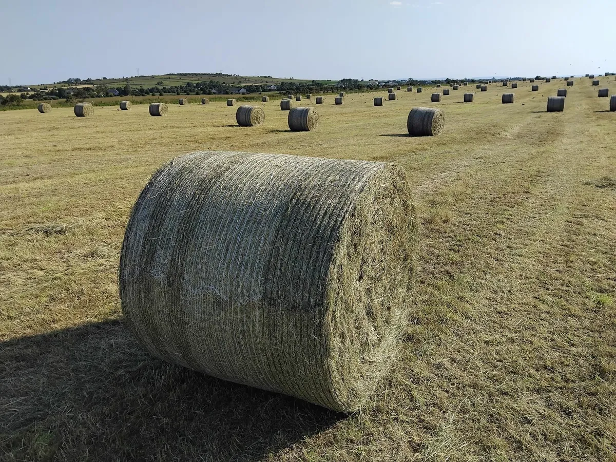 Hay - Image 1