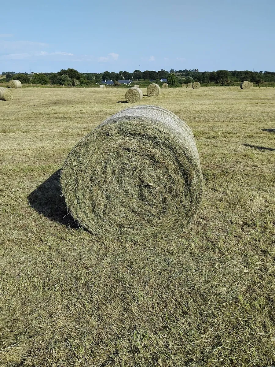 Hay - Image 2