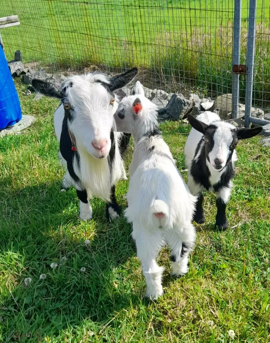 Pure bred pygmy Goats dehorned - Image 3