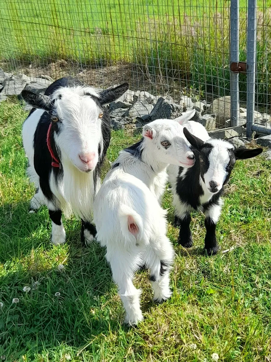 Pure bred pygmy Goats dehorned - Image 4