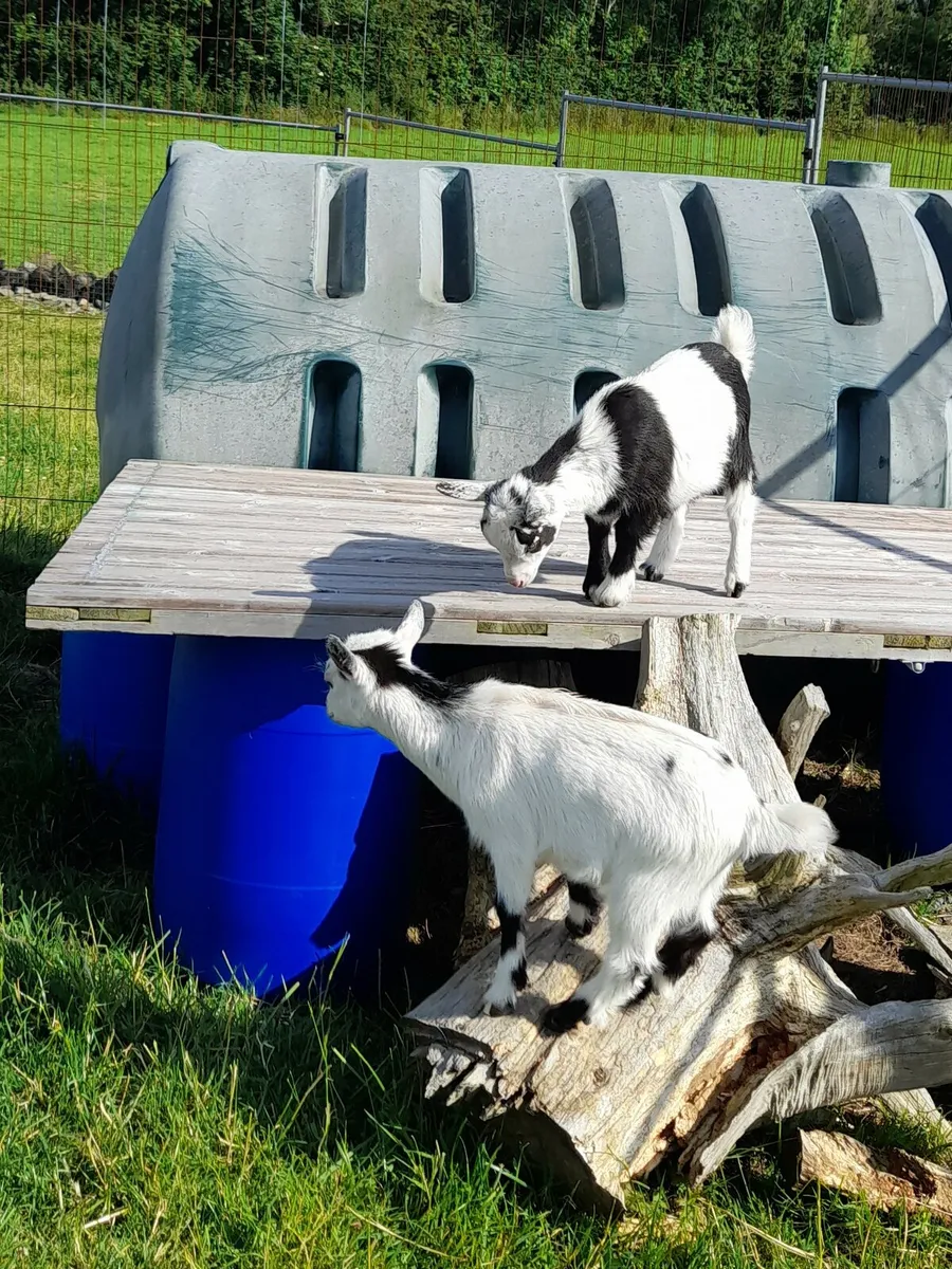 Pure bred pygmy Goats dehorned - Image 3