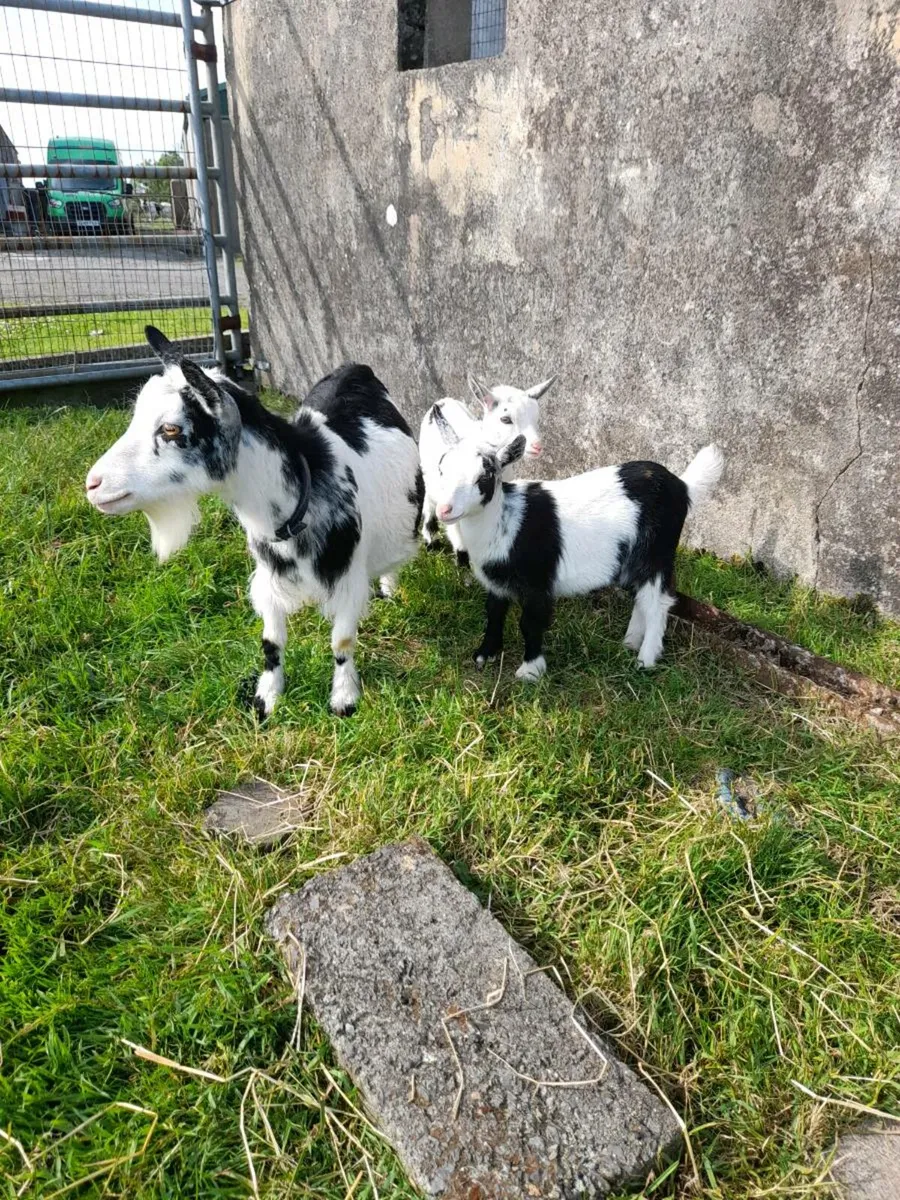 Pure bred pygmy Goats dehorned - Image 4