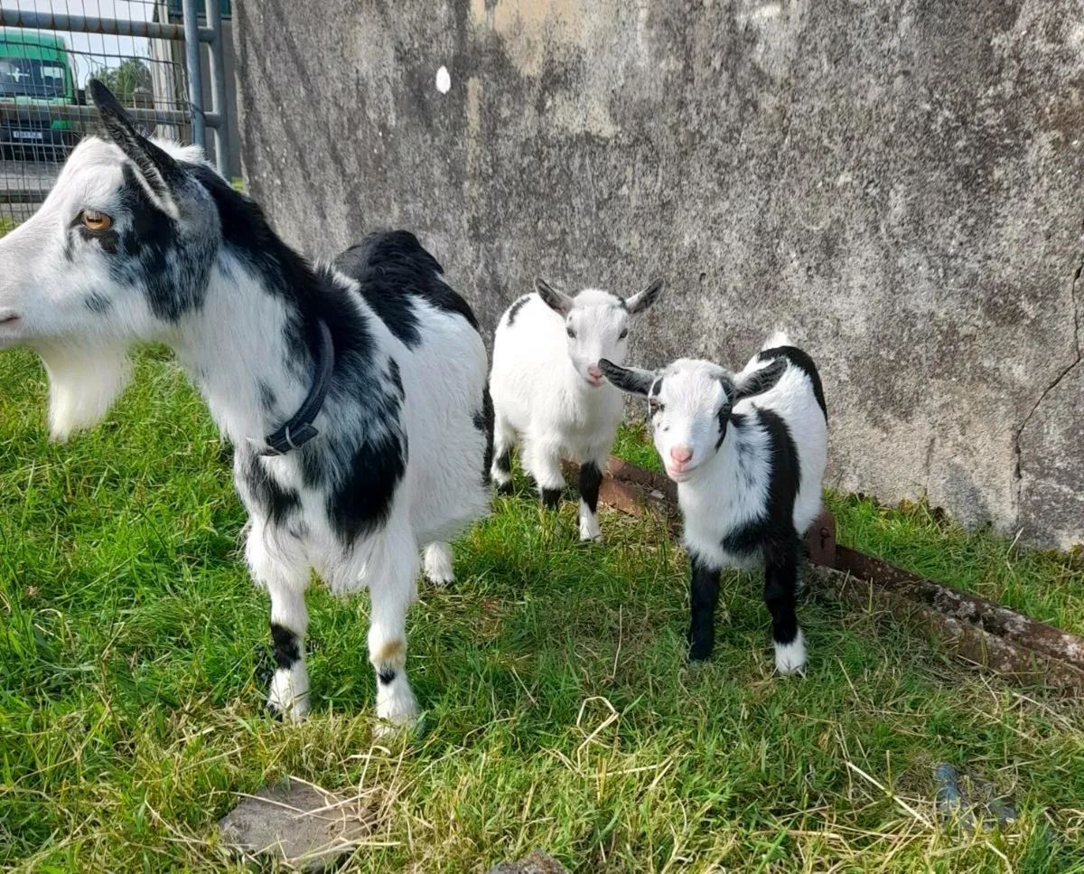 Pure bred pygmy Goats dehorned - Image 1