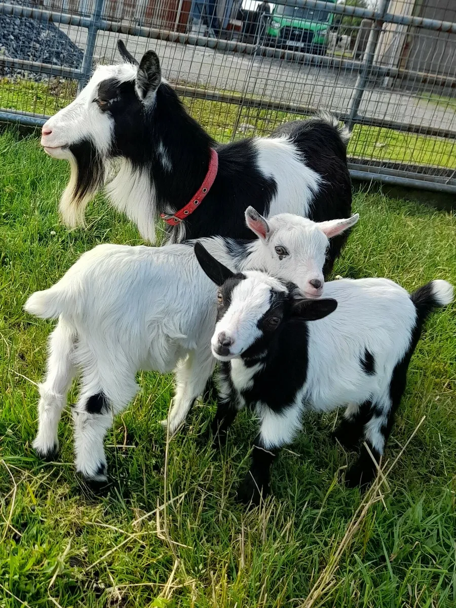 Pure bred pygmy Goats dehorned - Image 2