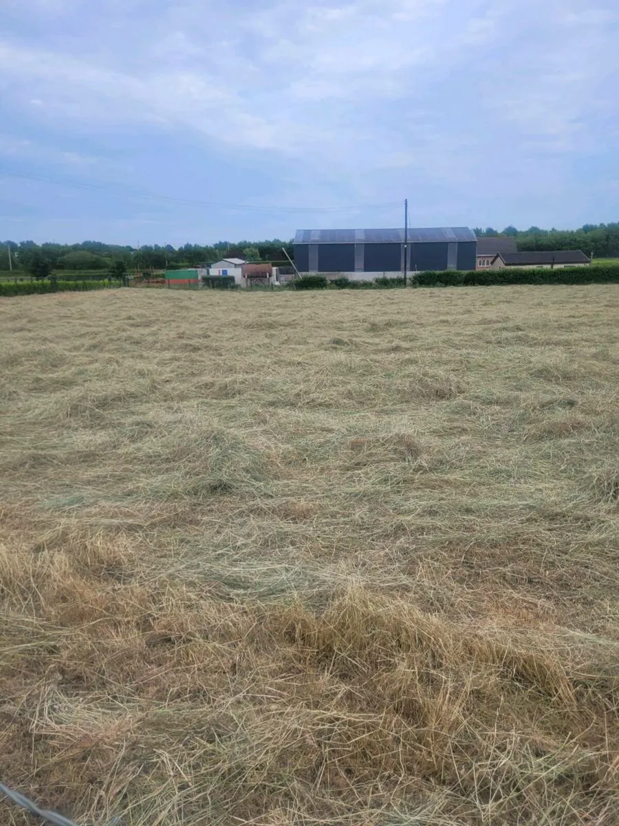HAY