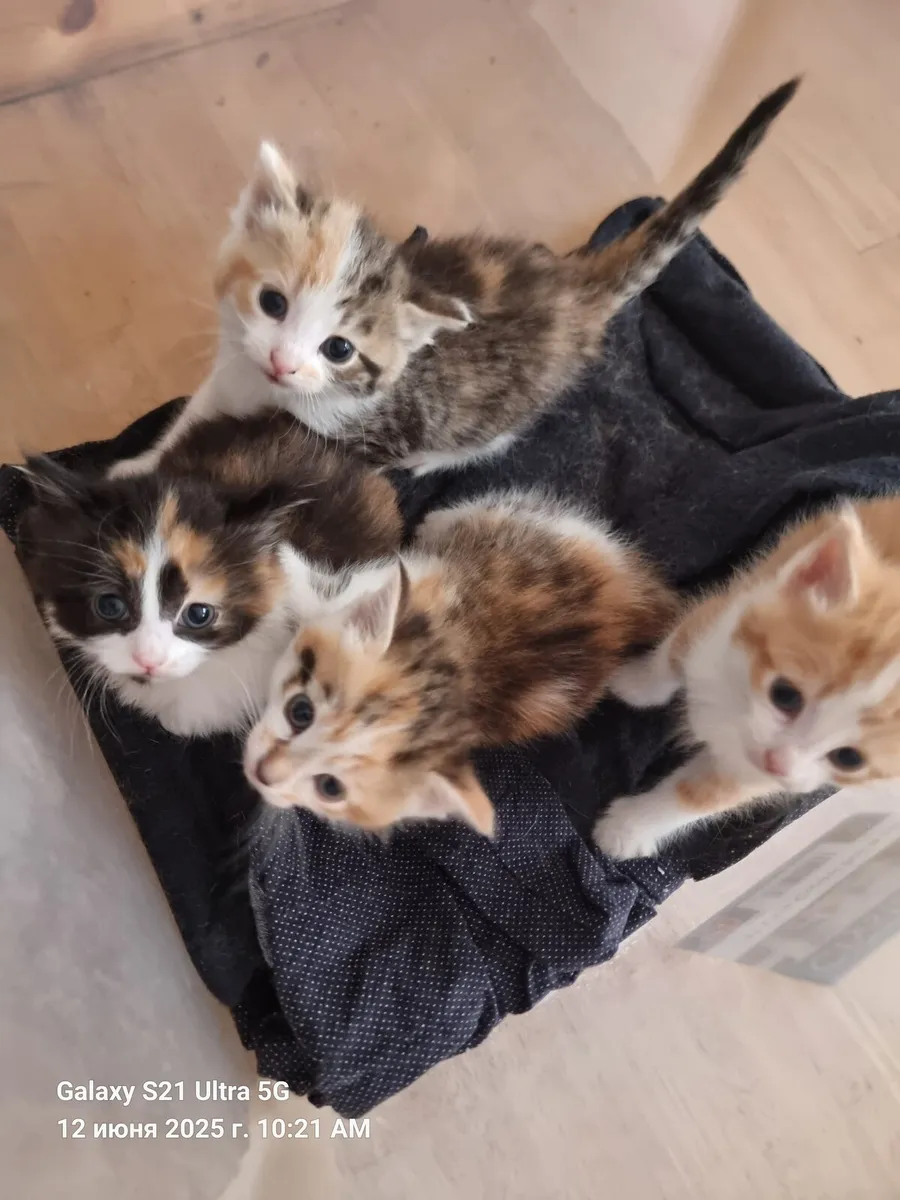 Cat's - Image 1