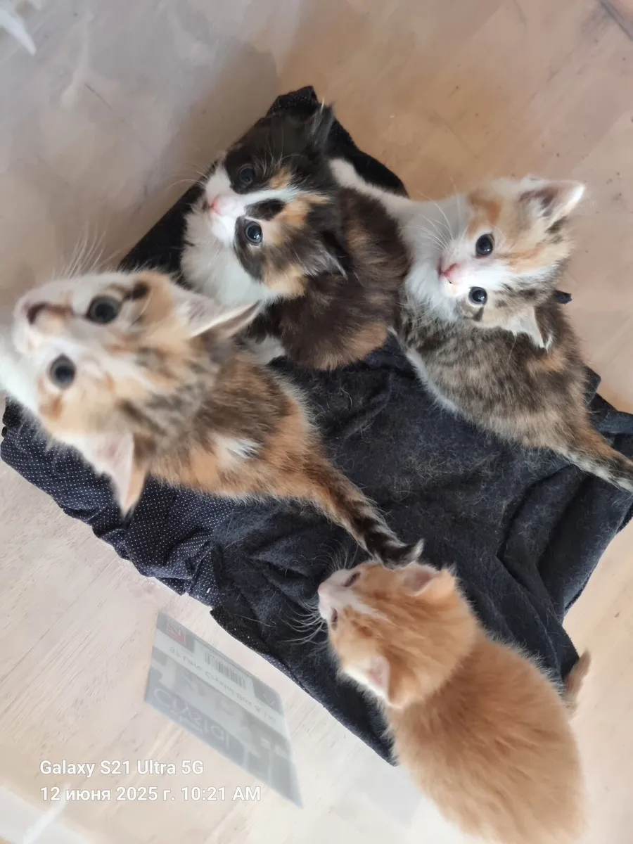Cat's - Image 2
