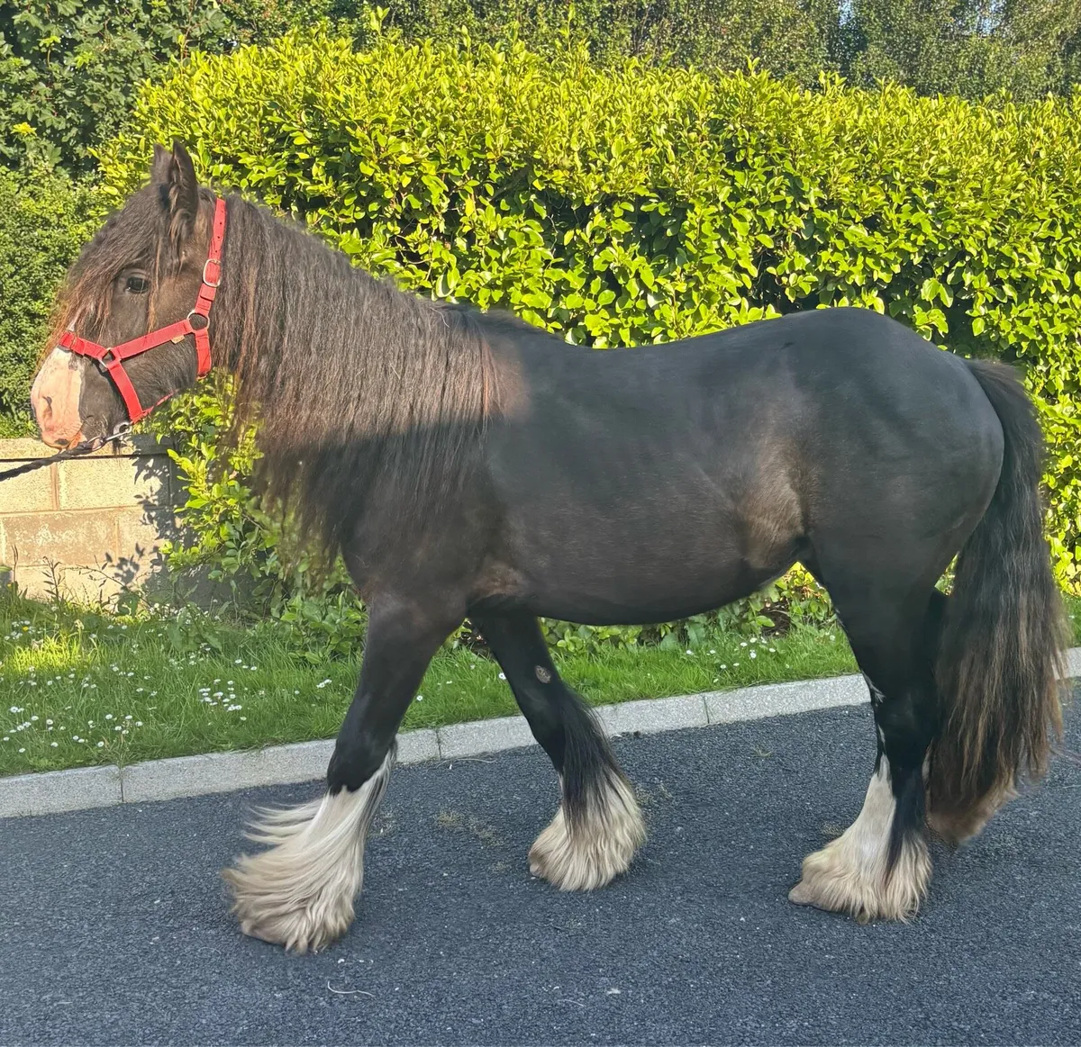 Quality Heavy Filly - Image 1