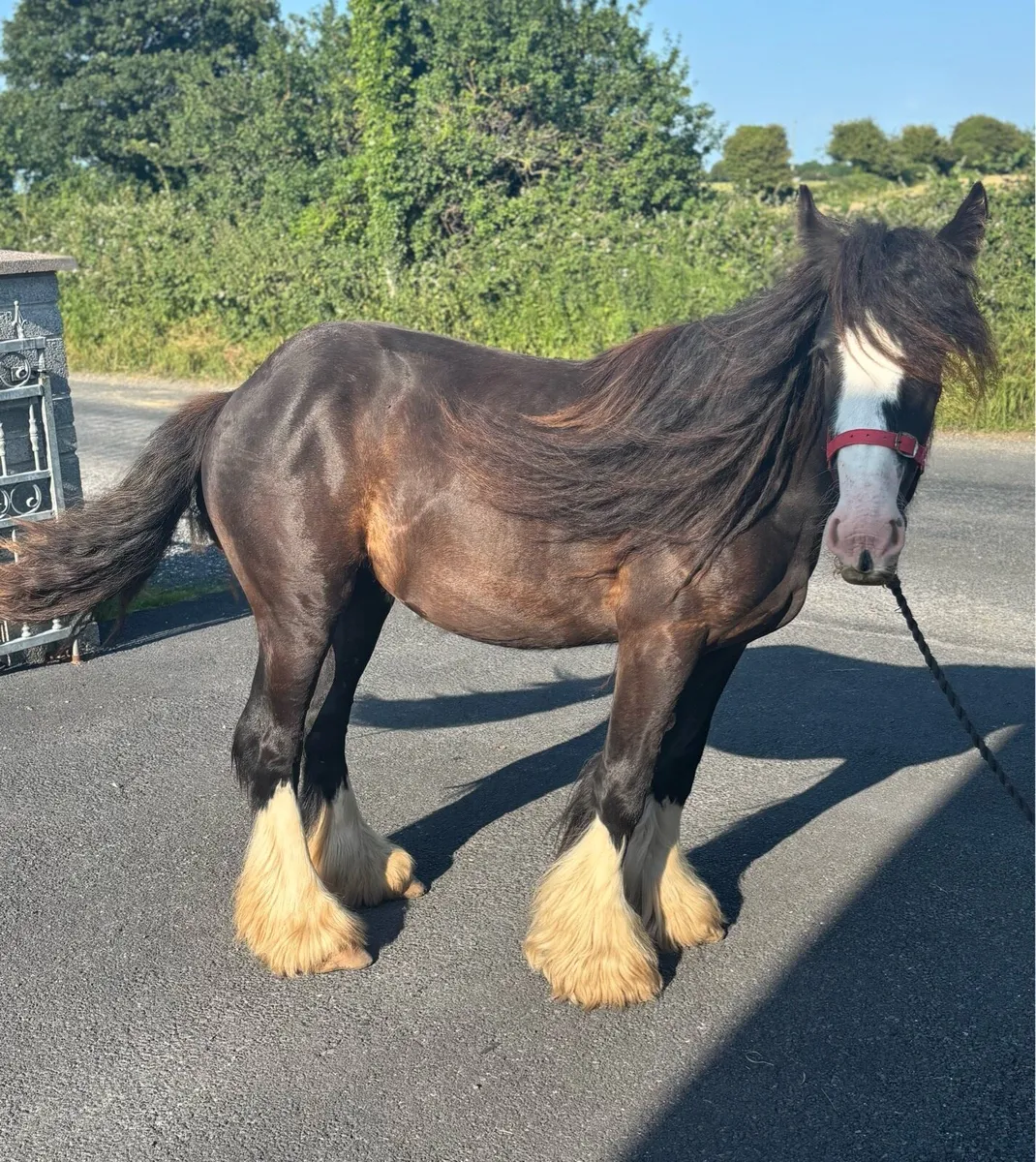 Quality Heavy Filly - Image 2