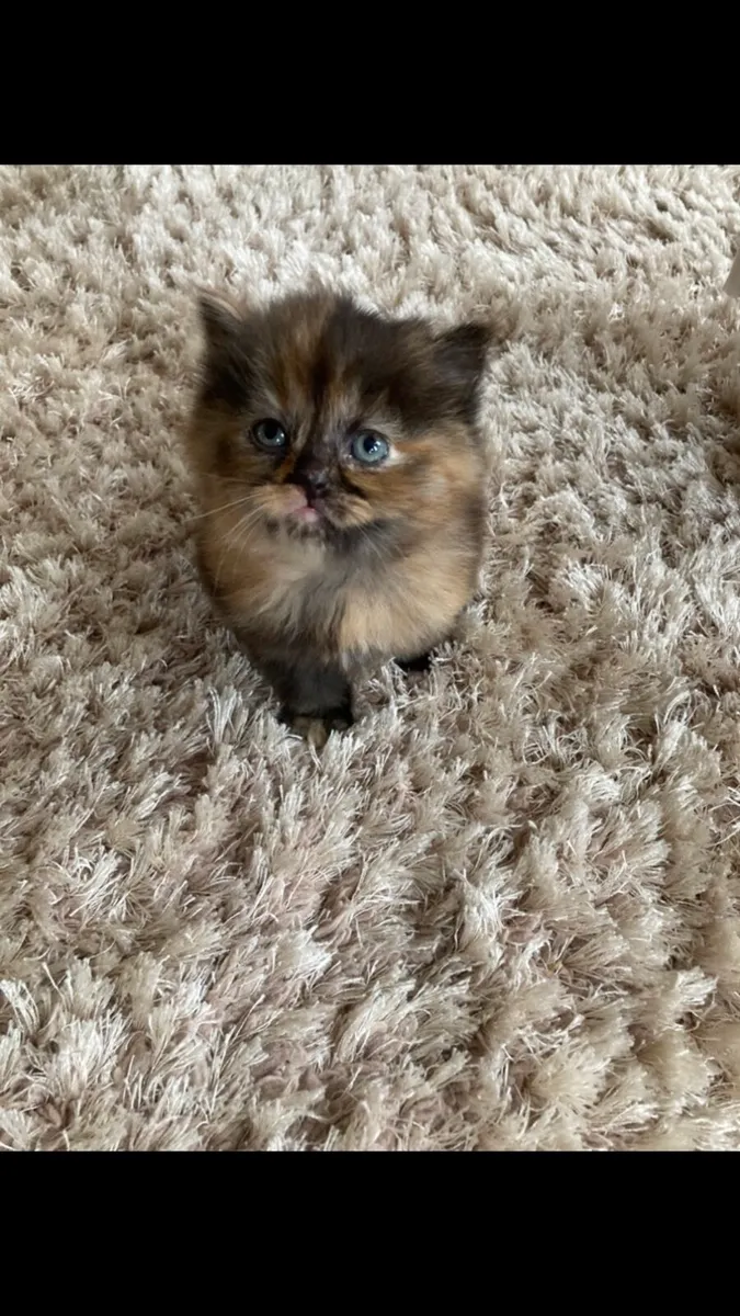 British Long Hair x Kitten - Image 1