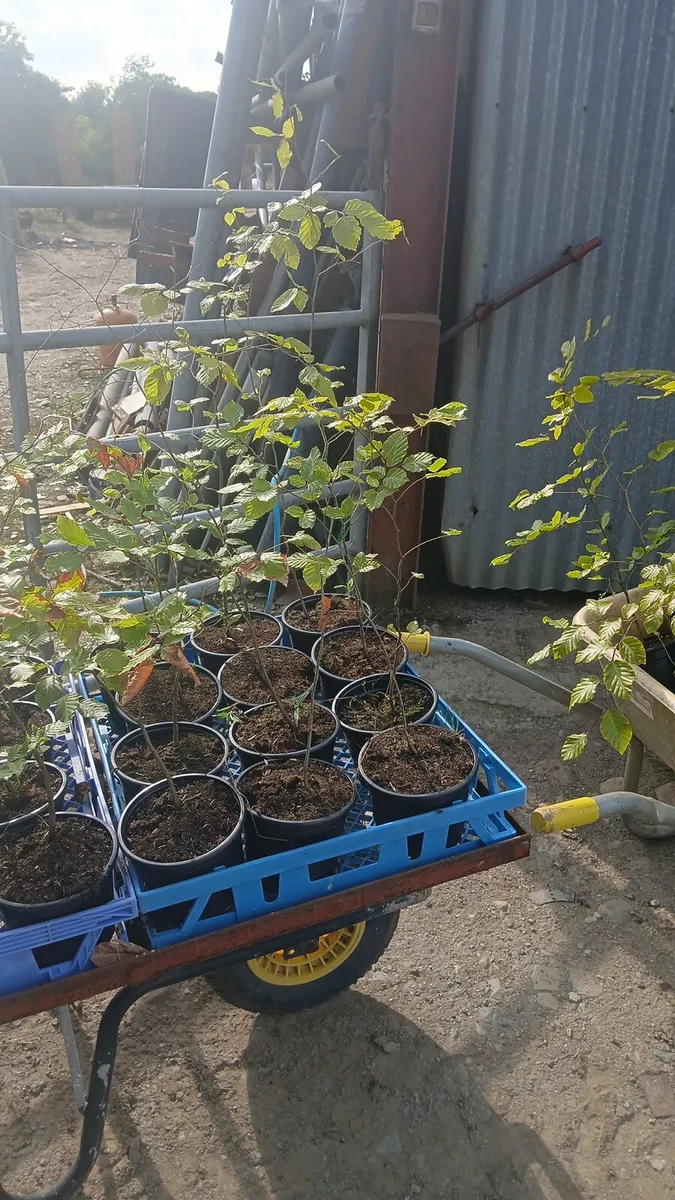 Potted beech hedging - Image 1