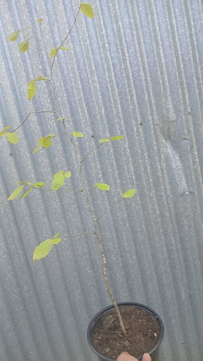 Potted beech hedging - Image 3