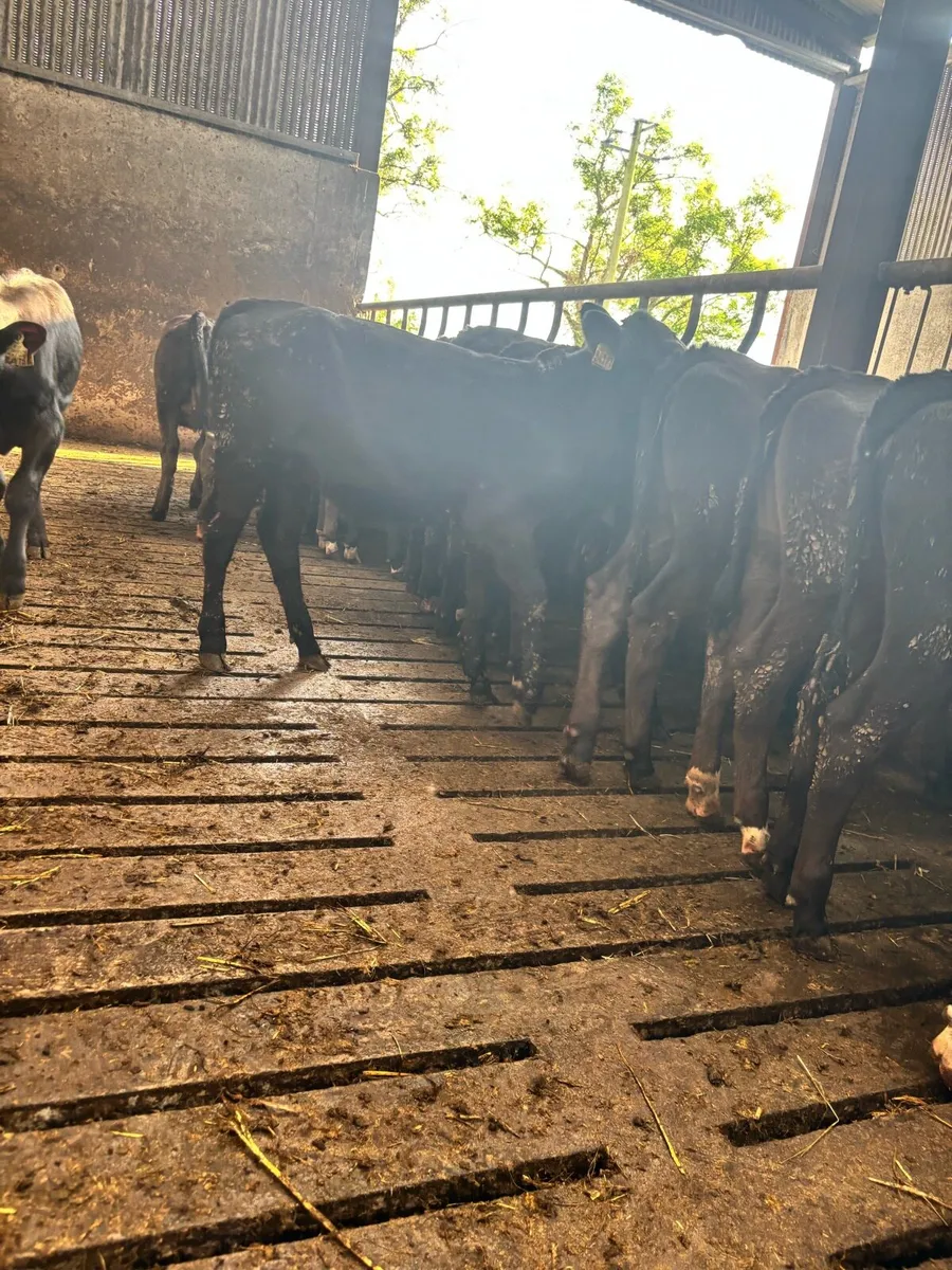 50 super Angus runner heifers ready for grass - Image 4