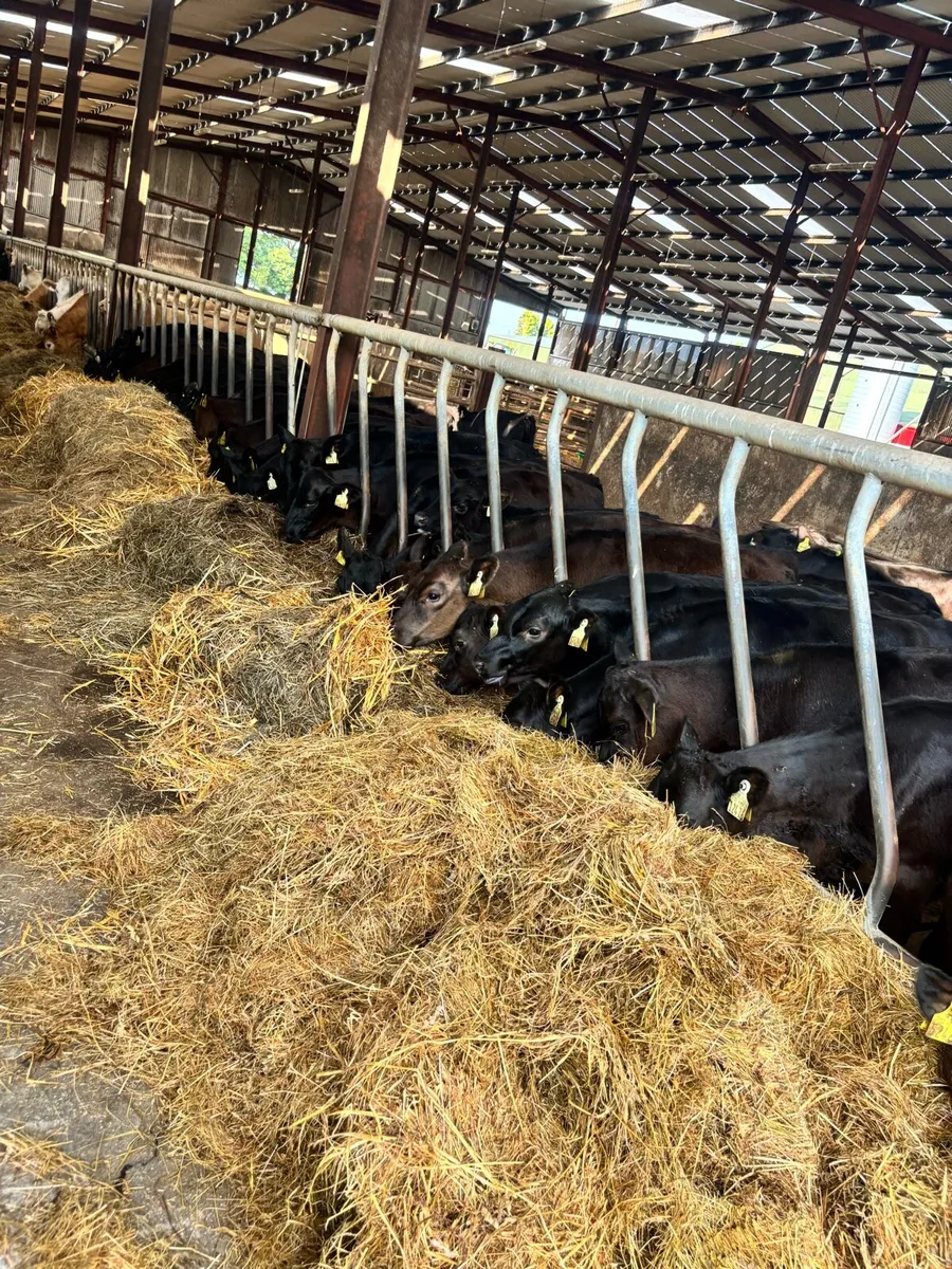 50 super Angus runner heifers ready for grass - Image 2