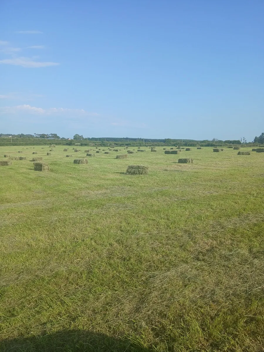Square Bales Hay. Baled 19th June - Image 1