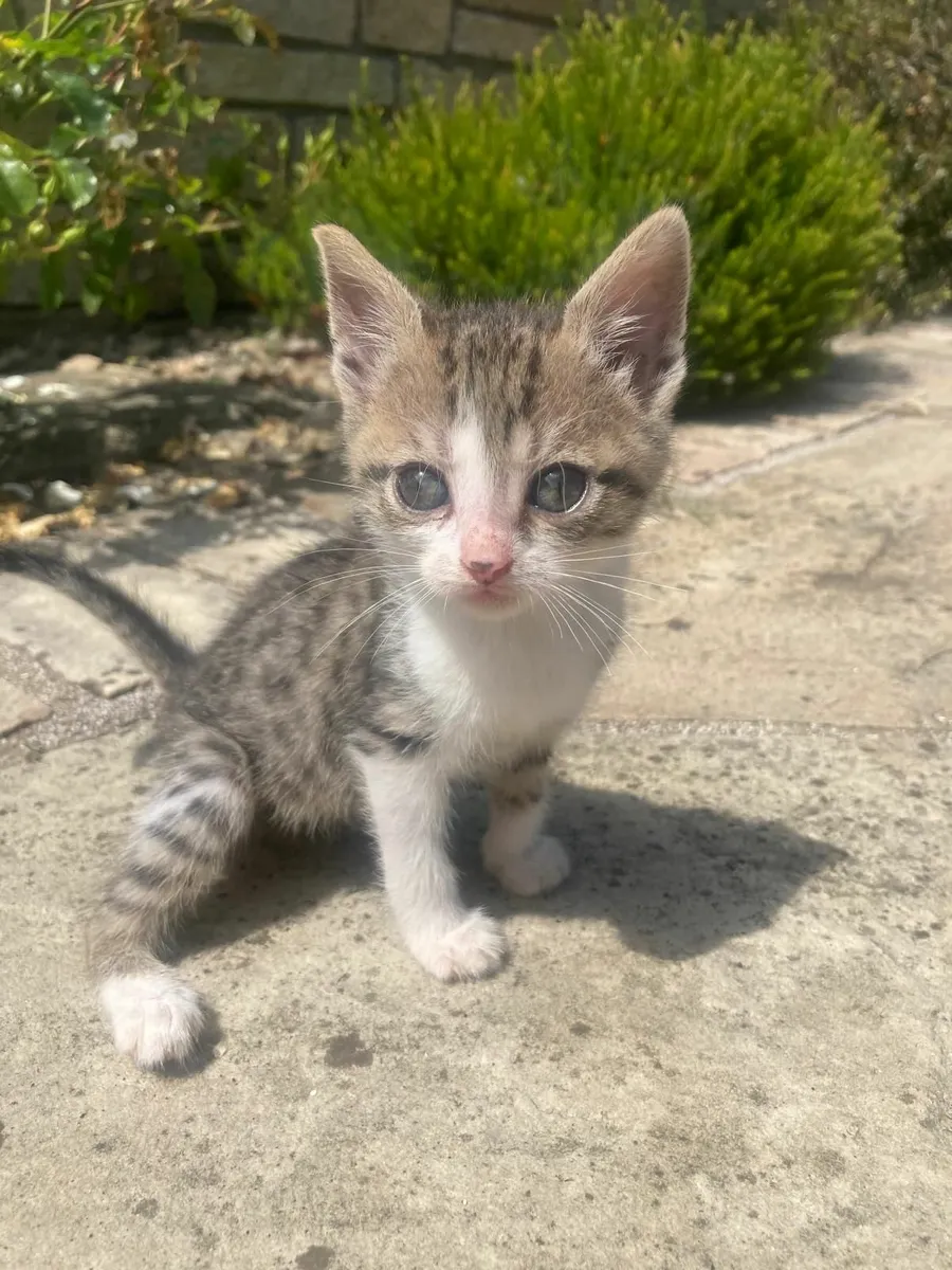 Genuine Kilkenny Kittens !! - Image 3