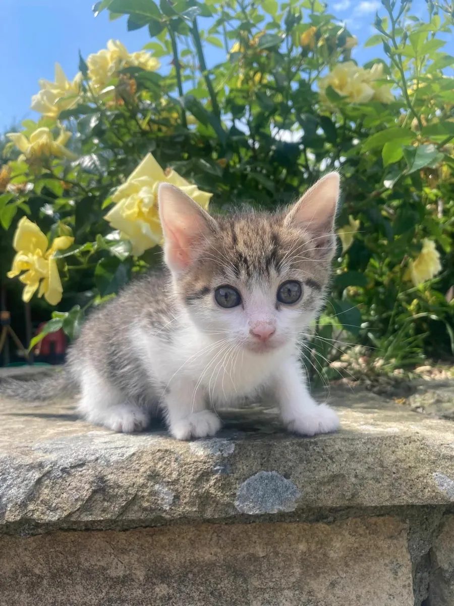 Genuine Kilkenny Kittens !! - Image 2
