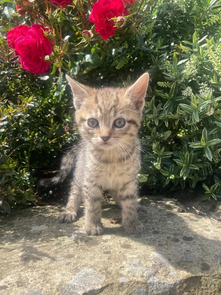 Genuine Kilkenny Kittens !! - Image 4