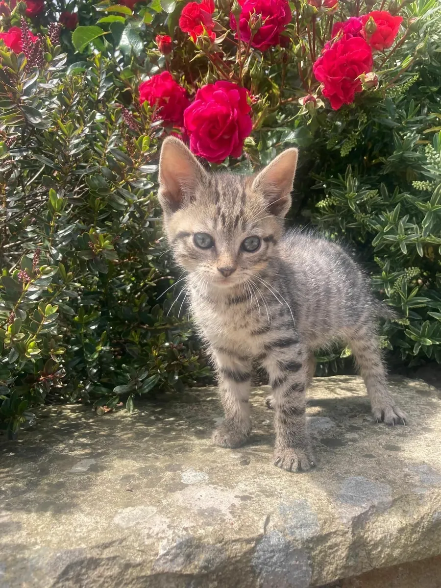 Genuine Kilkenny Kittens !! - Image 1