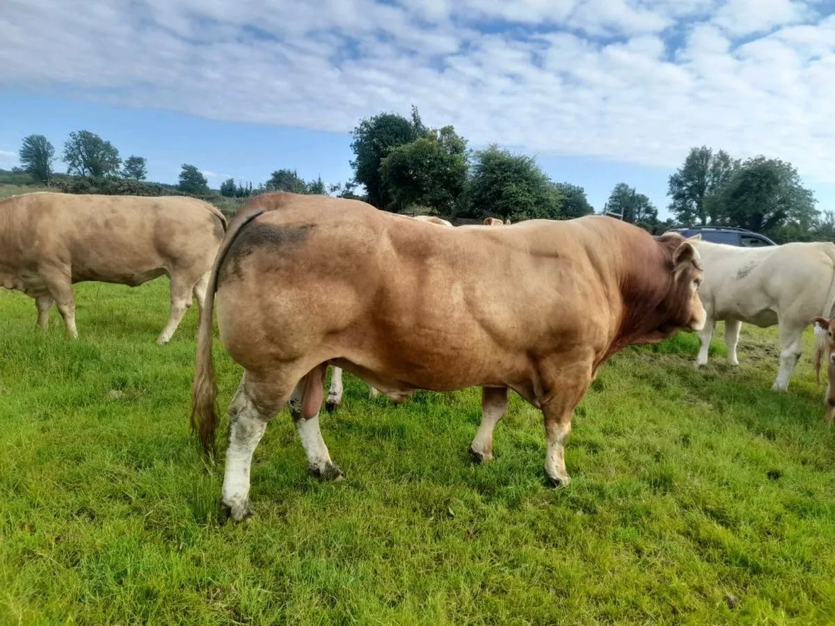 Pbr limousin bull - Image 1