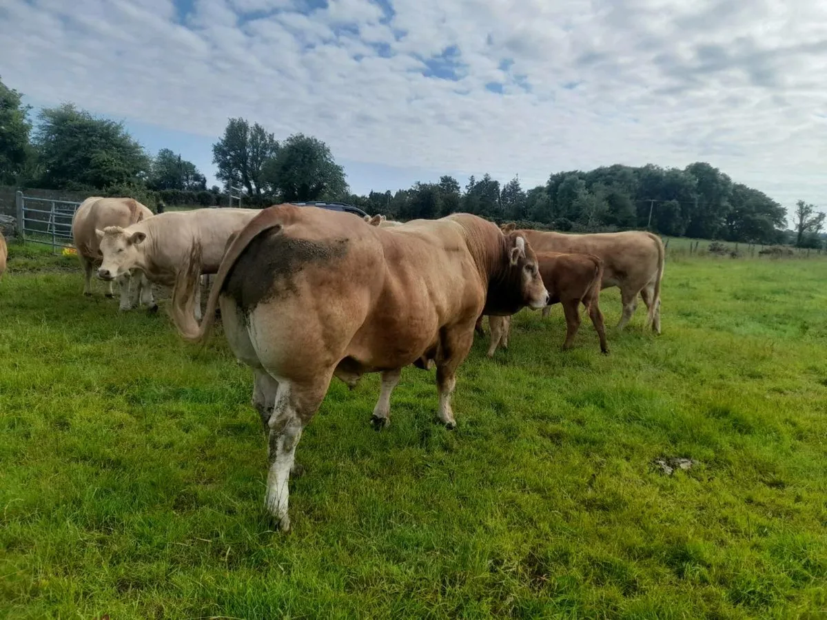 Pbr limousin bull - Image 2