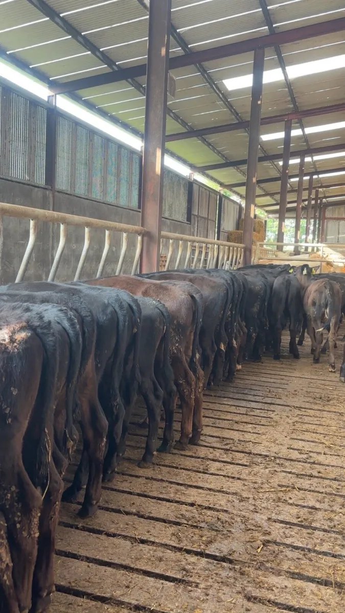 50 super Angus runner heifers ready for grass - Image 1