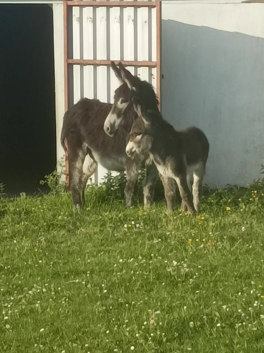 Donkeys - Image 1