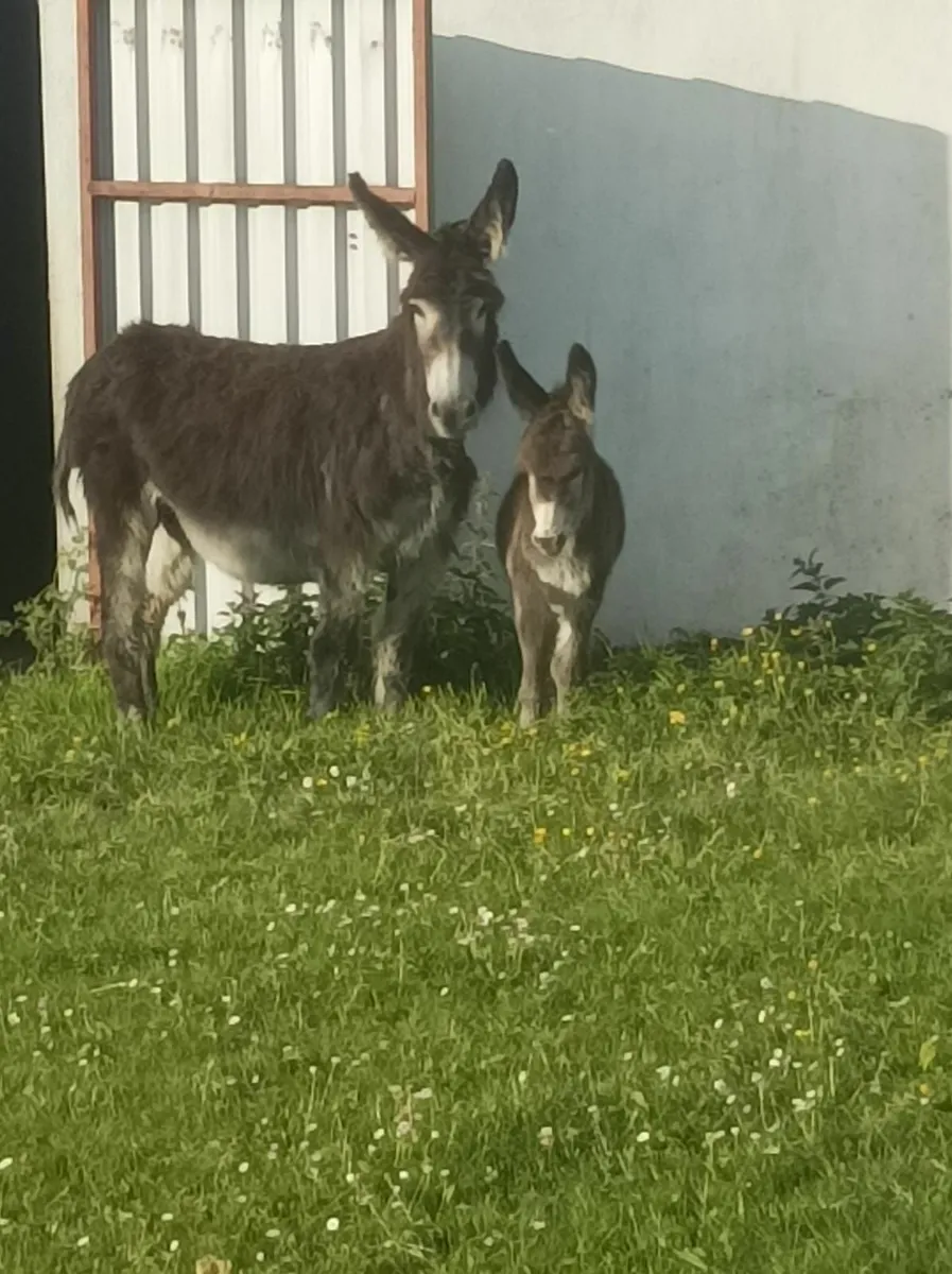 Donkeys - Image 2