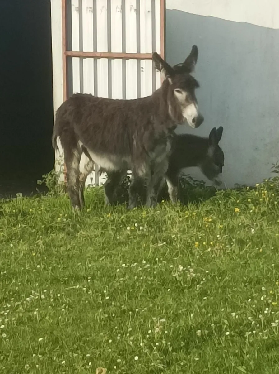 Donkeys - Image 3