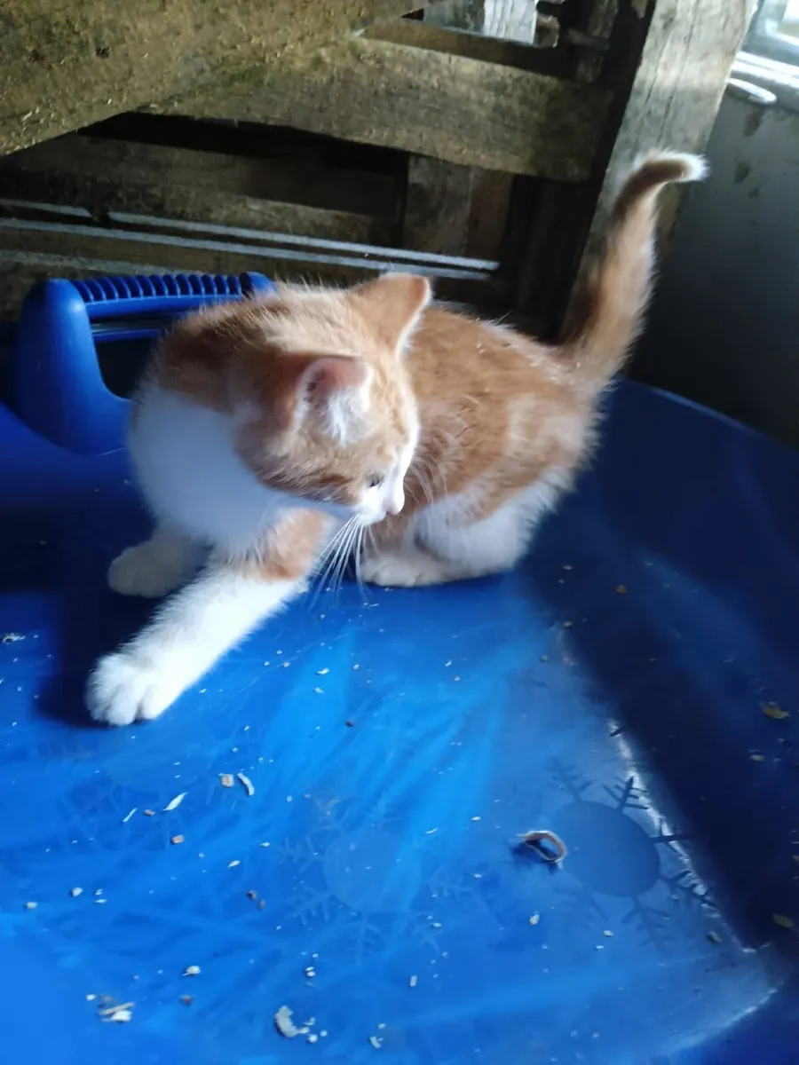 Kitten - Image 1