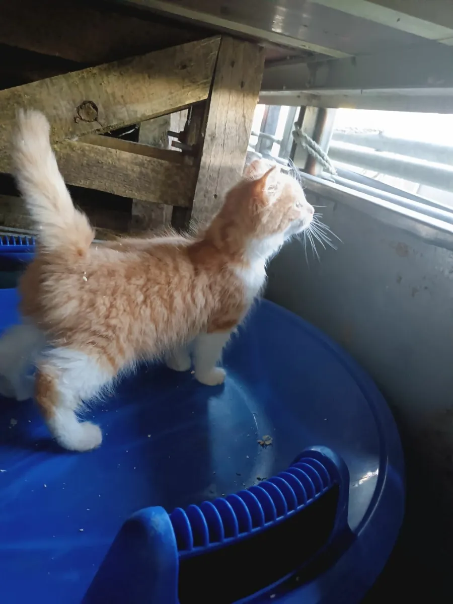 Kitten - Image 2