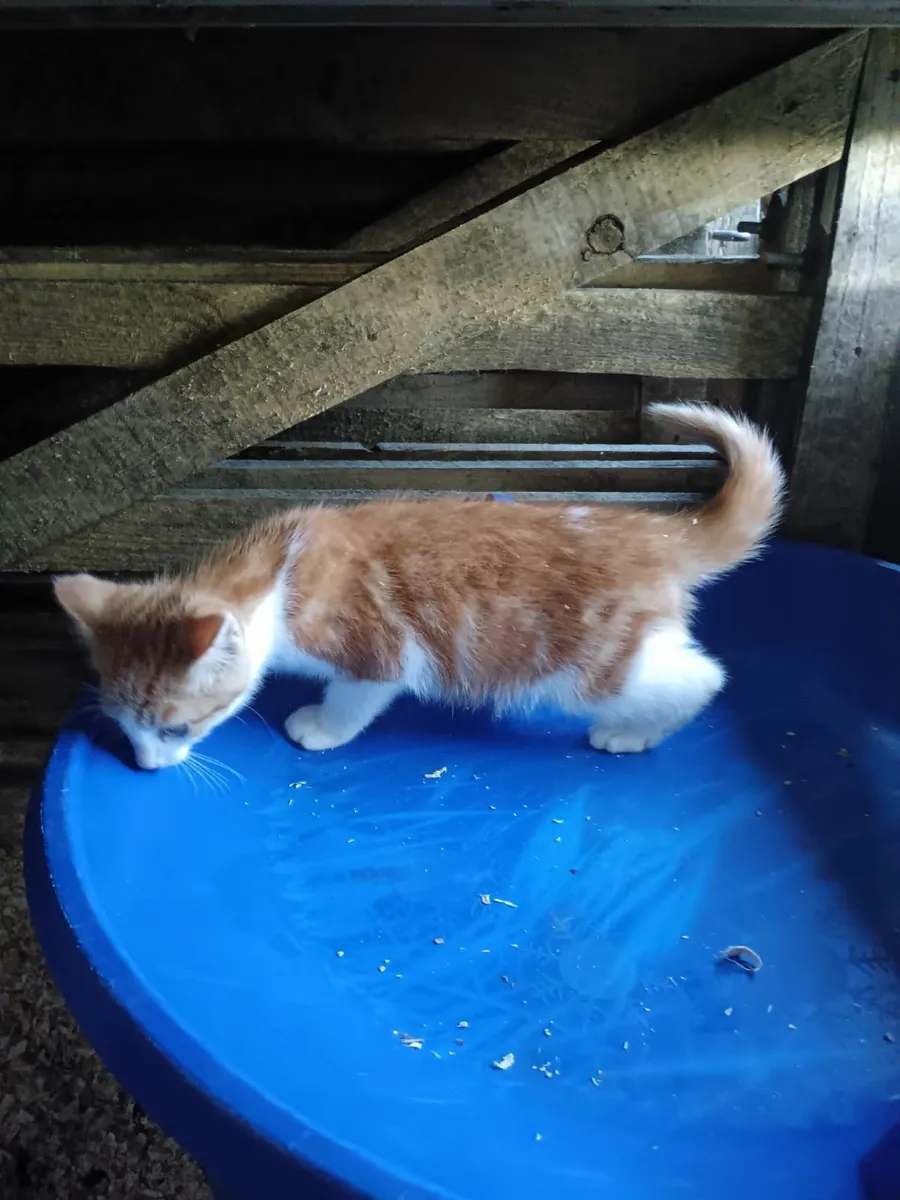 Kitten - Image 3