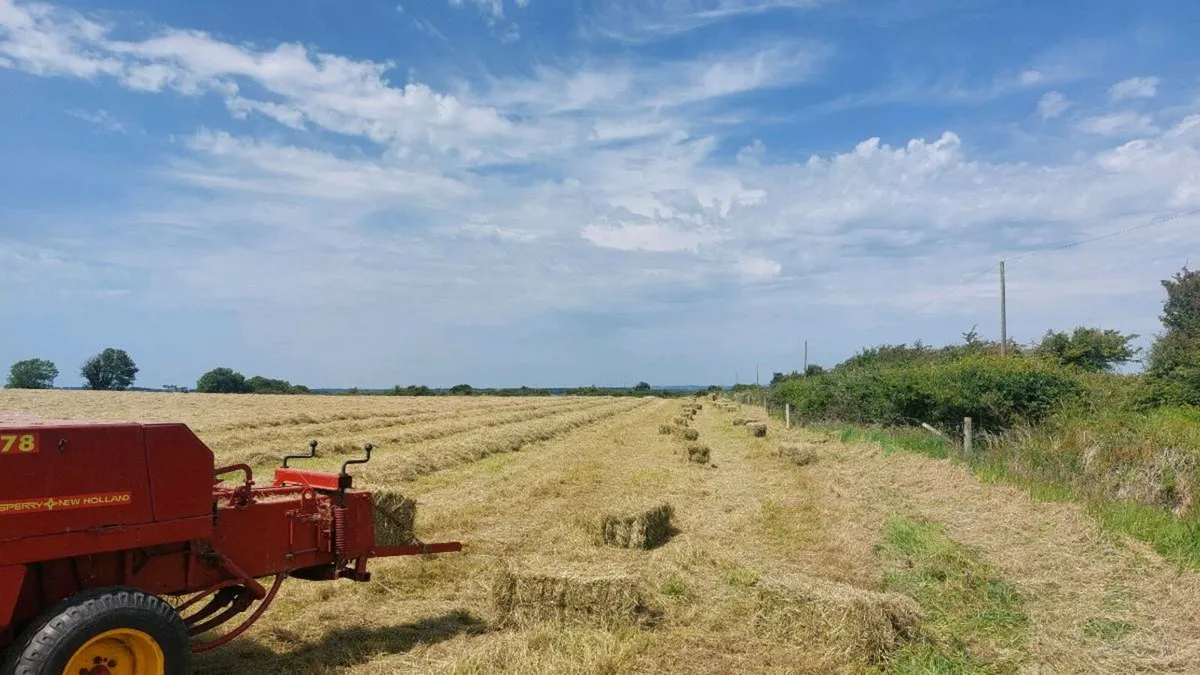 Top quality hay - small square bales - Image 2