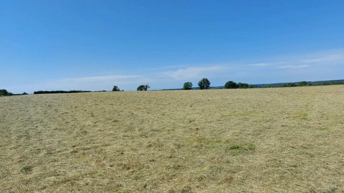 Top quality hay - small square bales - Image 3