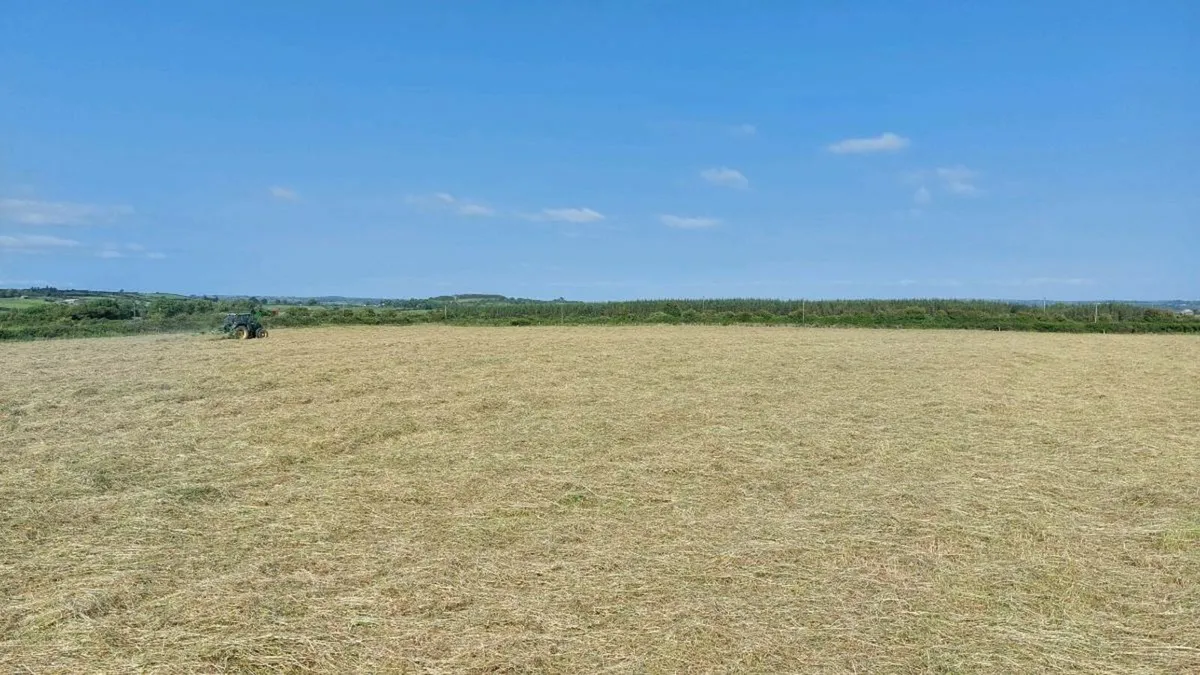 Top quality hay - small square bales - Image 4