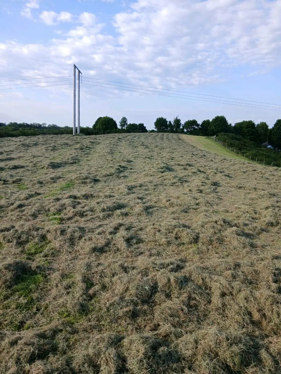 Hay