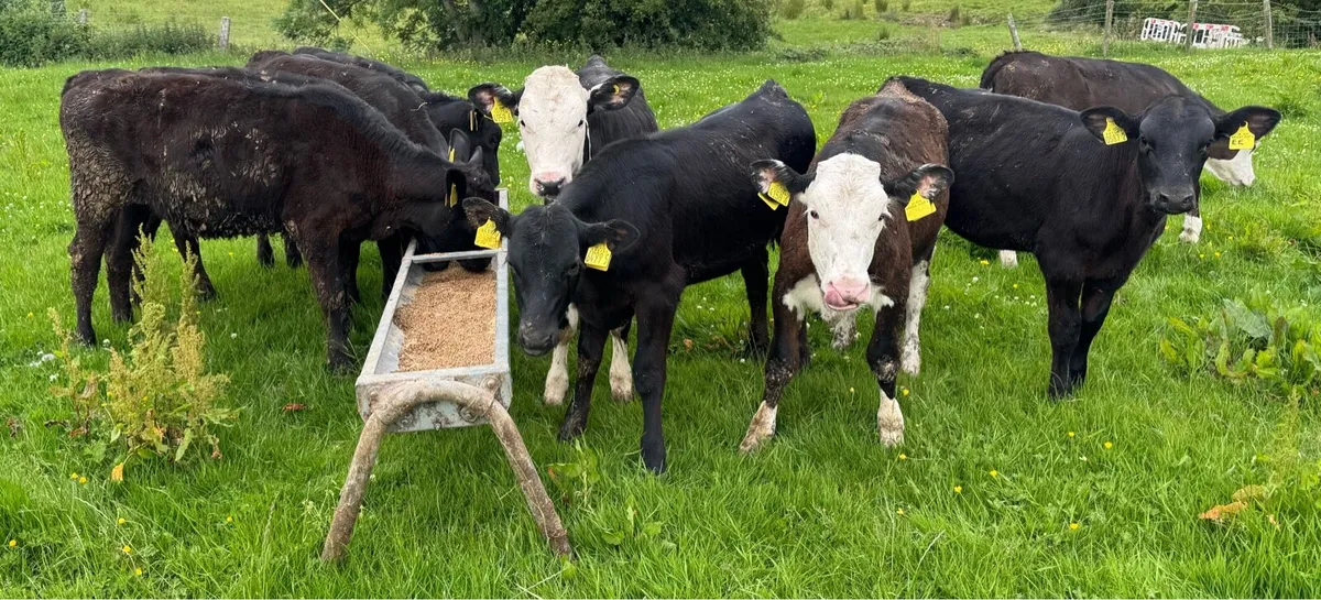 AA & Hereford Heifers - Image 1
