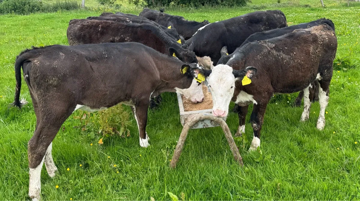 AA & Hereford Heifers - Image 2