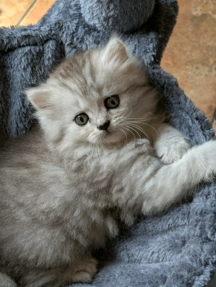 ABSOLUTELY STUNNING CHINCHILLA PERSIAN CROSS KITTE - Image 2