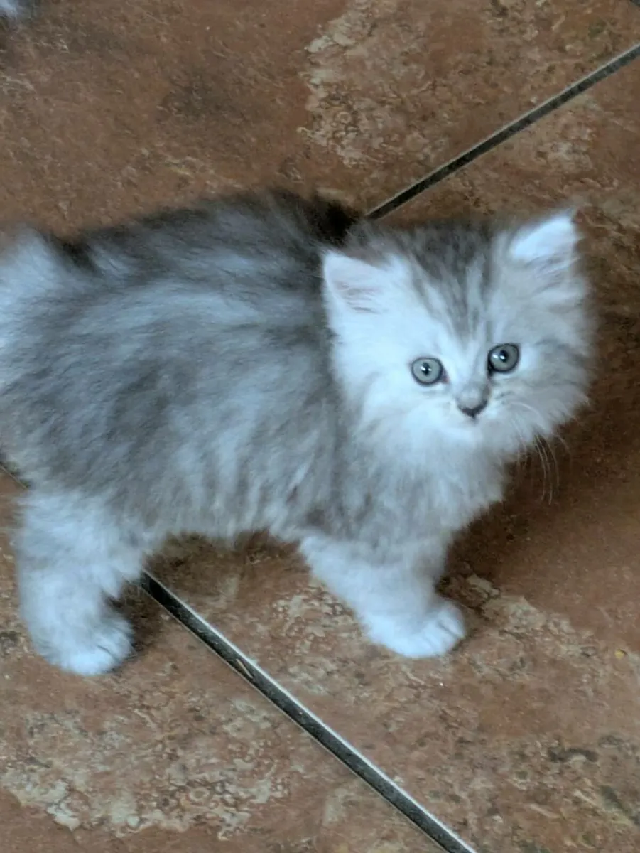ABSOLUTELY STUNNING CHINCHILLA PERSIAN CROSS KITTE - Image 3