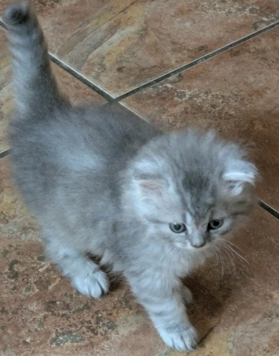 ABSOLUTELY STUNNING CHINCHILLA PERSIAN CROSS KITTE - Image 4