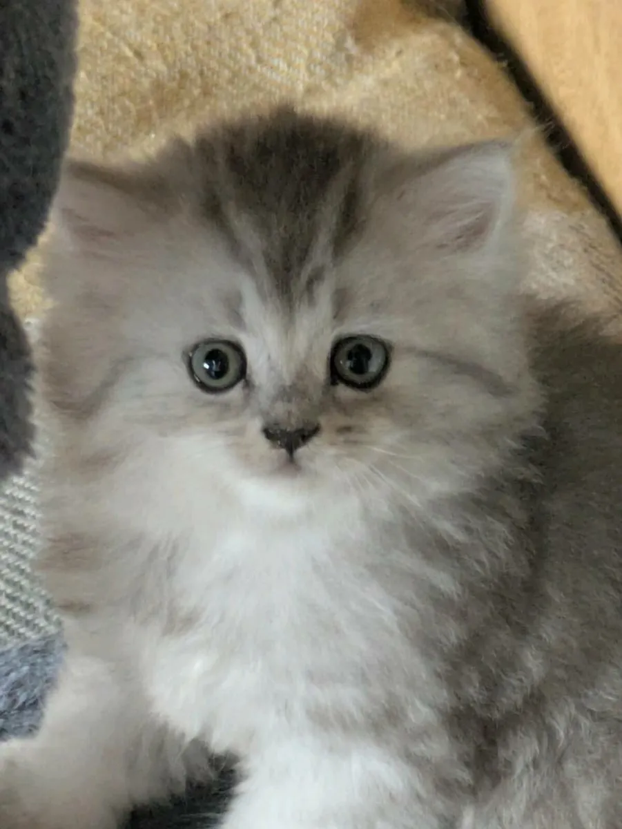 ABSOLUTELY STUNNING CHINCHILLA PERSIAN CROSS KITTE - Image 1